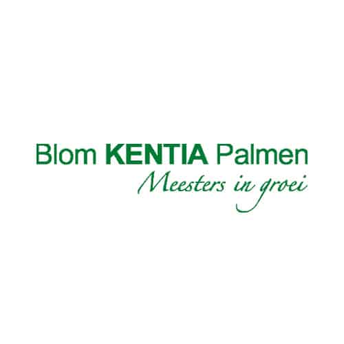 Blom Kentia Palmen