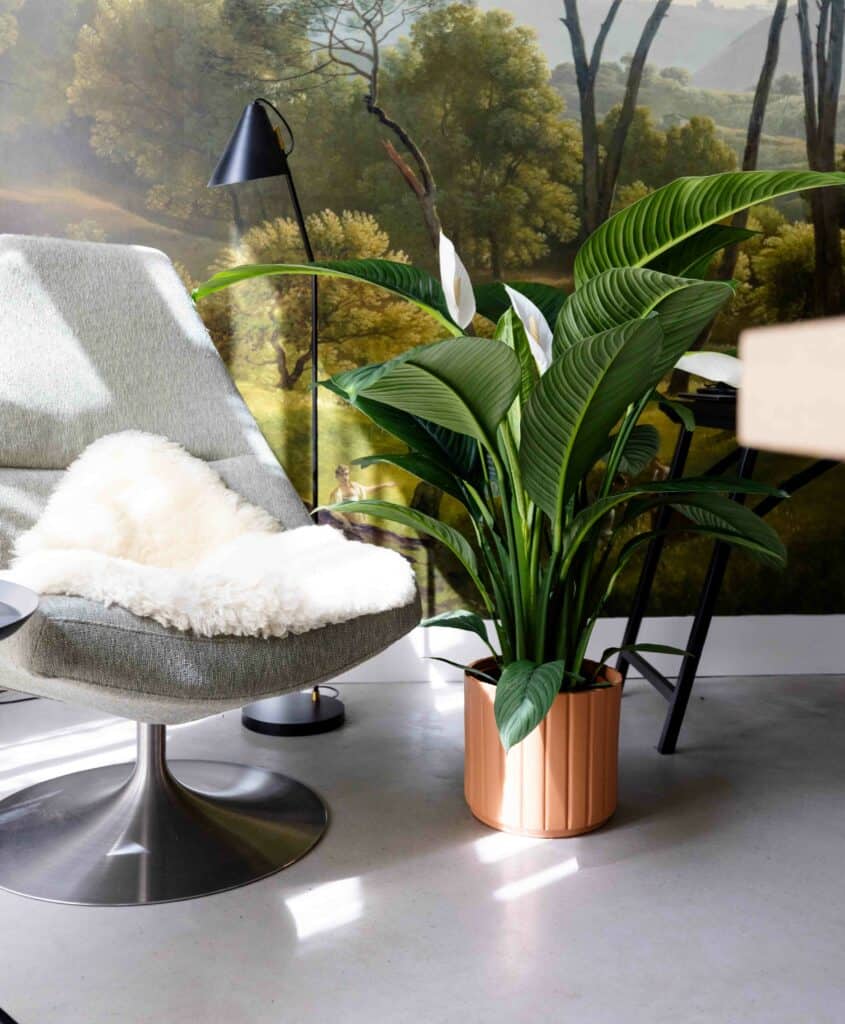 Air So Pure Spathiphyllum