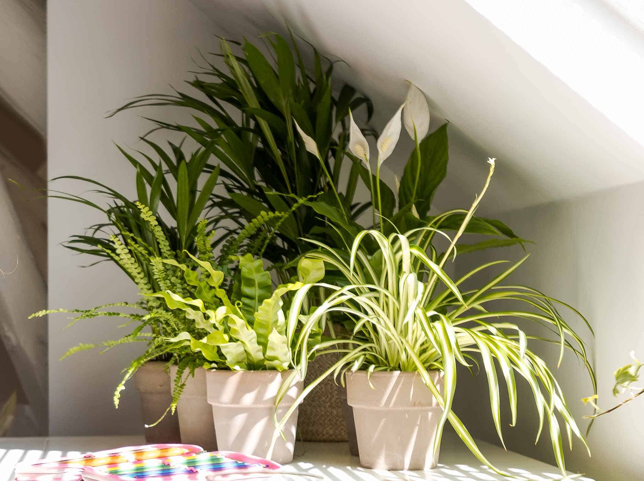 Luchtzuiverende planten van Air So Pure: Areca, Asplenium, Chlorophytum, Spathiphyllum