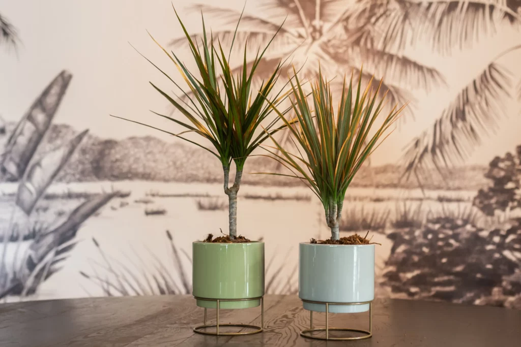 Air So Pure Air-purifying plants Dracaena