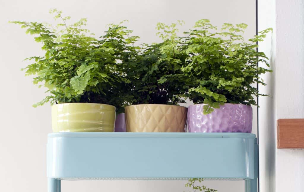 Air So Pure air-purifying ferns