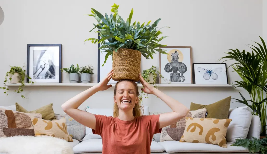 Air So Pure Luchtzuiverende Planten Phlebodium Plant van de Maand januari 2025