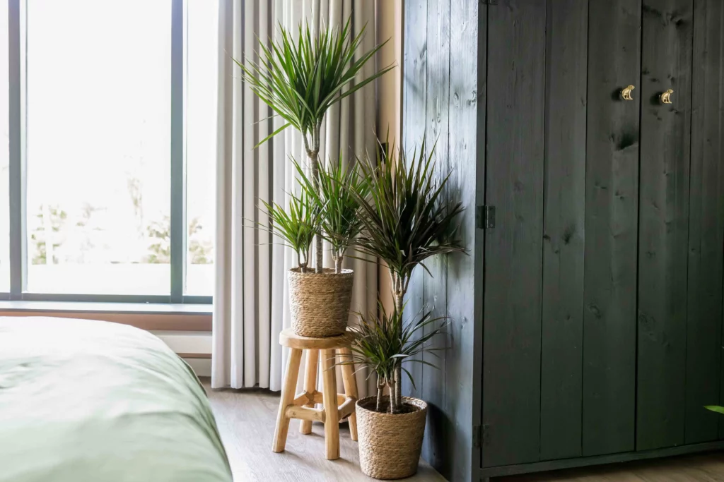 Air So Pure Dracaena Plant van de Maand Februari