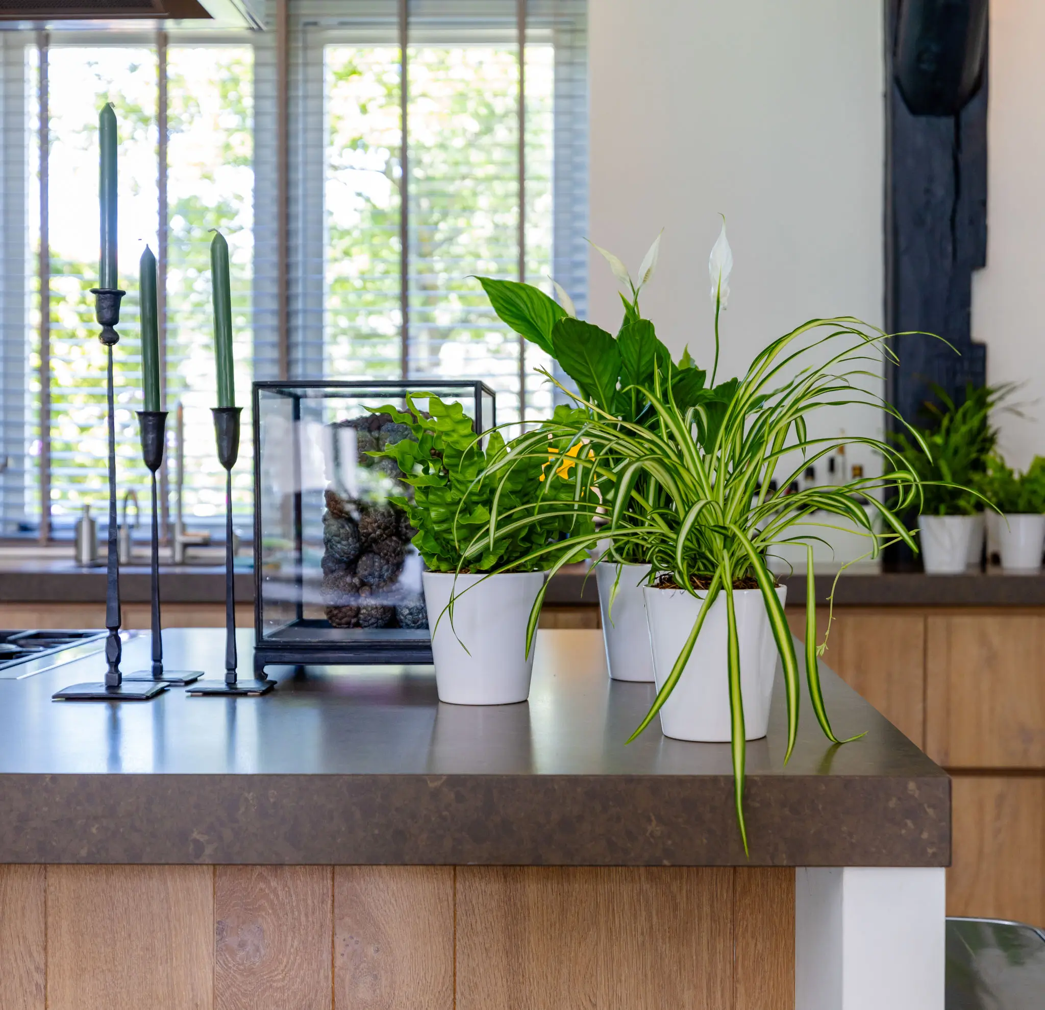 Air So Pure Top 10 makkelijke kamerplanten