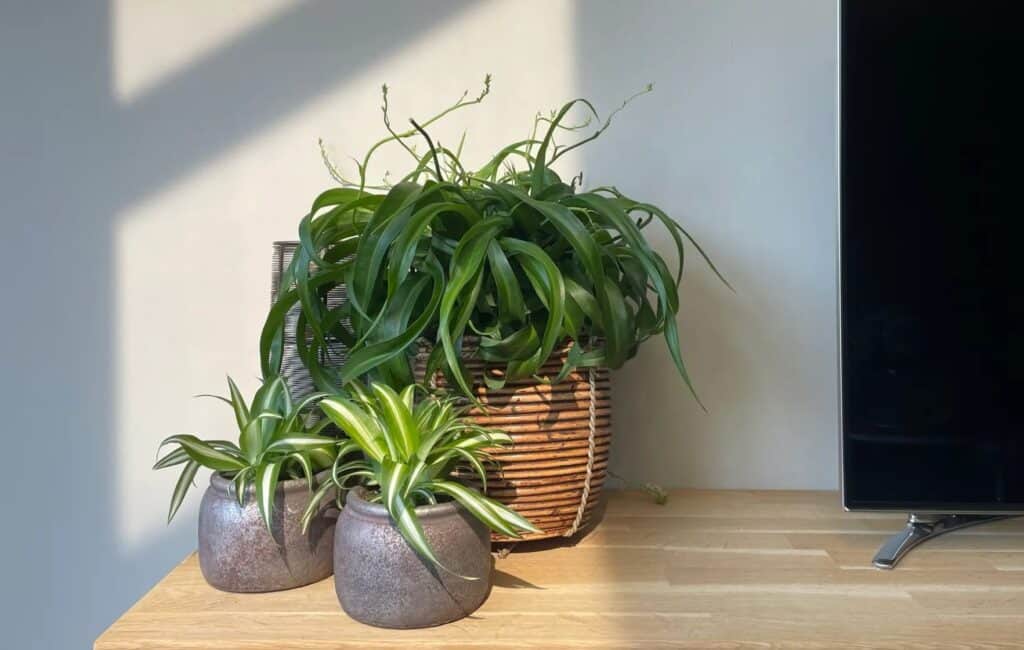 Air So Pure non-toxic plants Chlorophytum air purifying