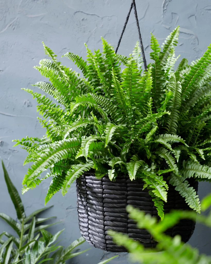 Air So Pure Nephrolepis HP plant van de maand mei 2025