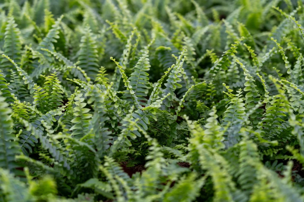 Air So Pure Nephrolepis Kas plant van de maand mei 2025