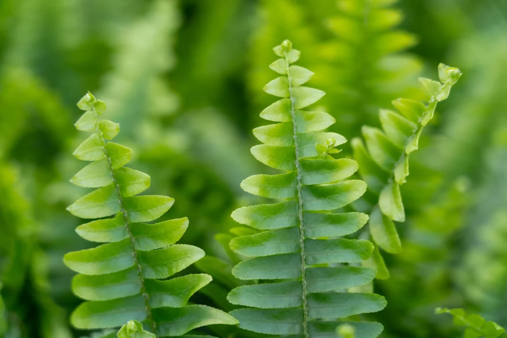 Air So Pure Nephrolepis plant van de maand mei 2025