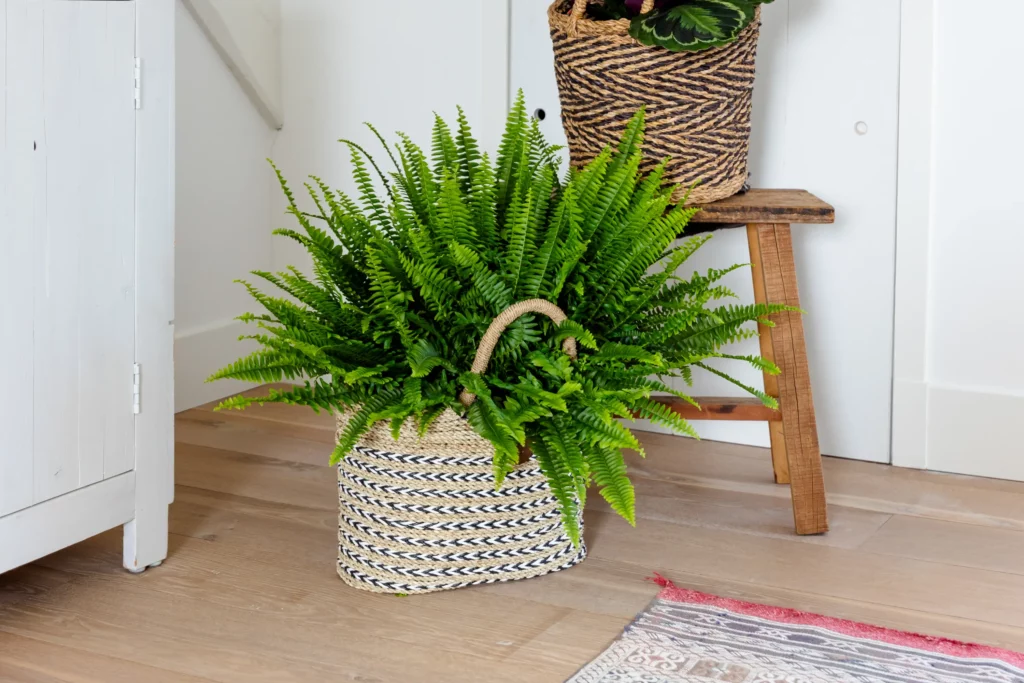 Air So Pure Nephrolepis Plant van de Maand mei 2025