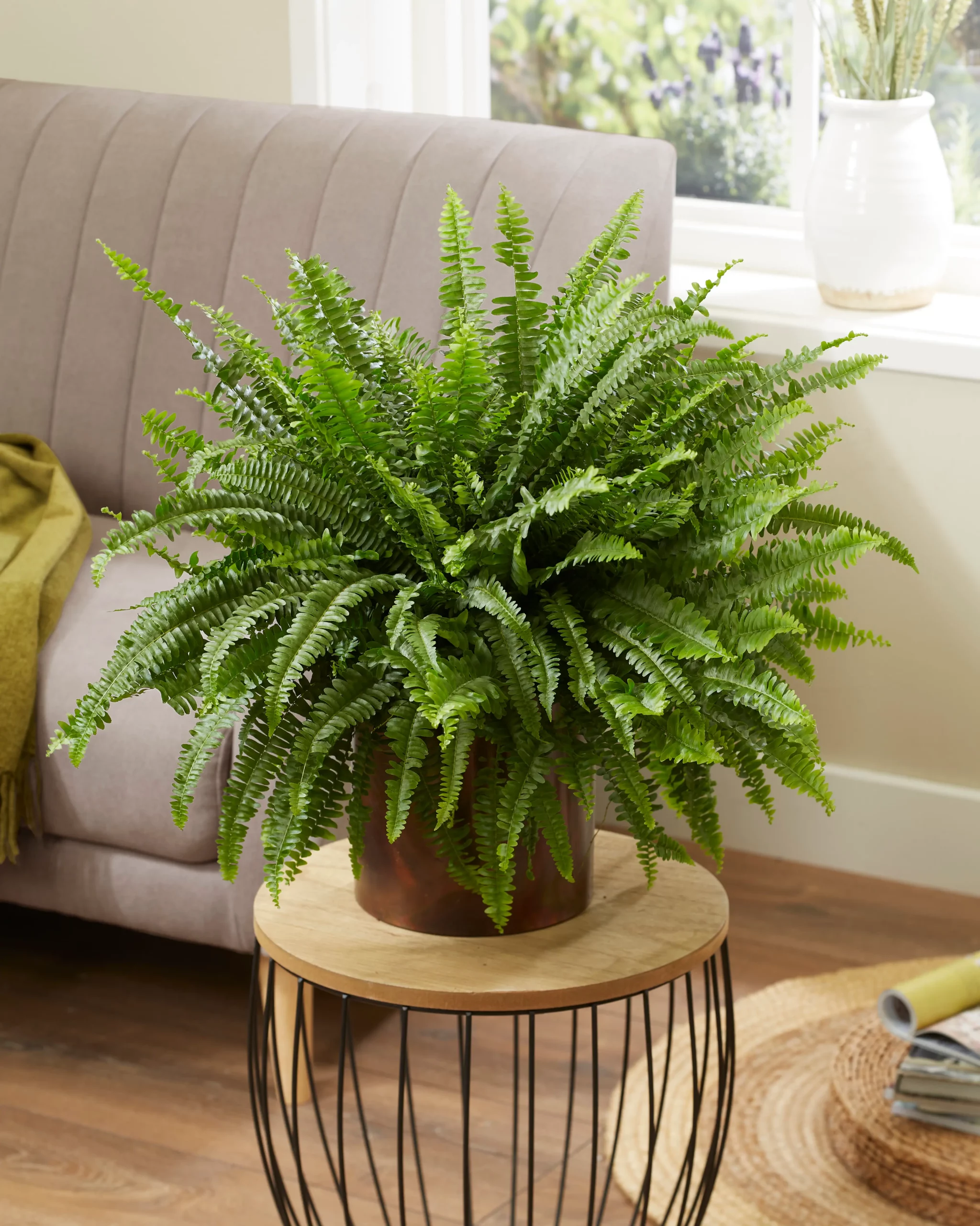 Air So Pure Nephrolepis plant van de maand mei 2025