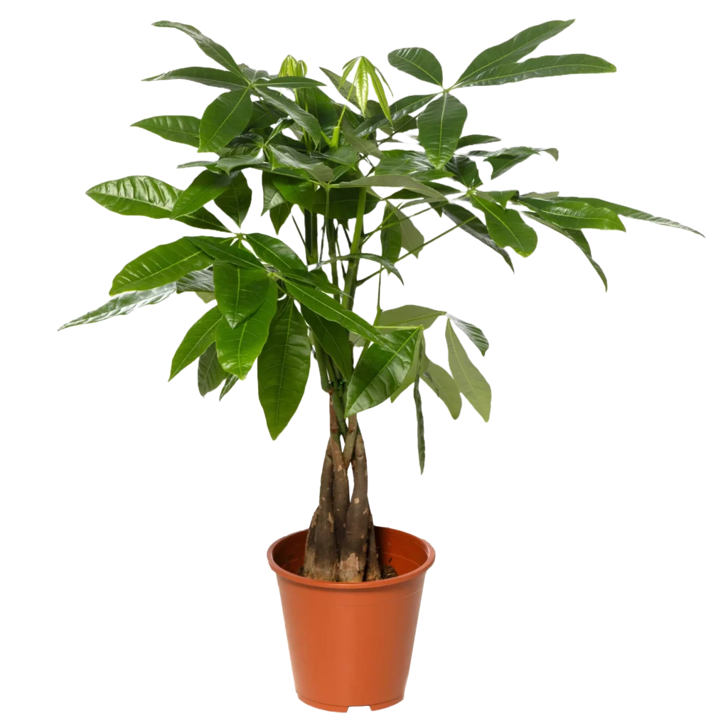 Air So Pure Pachira Aquatica